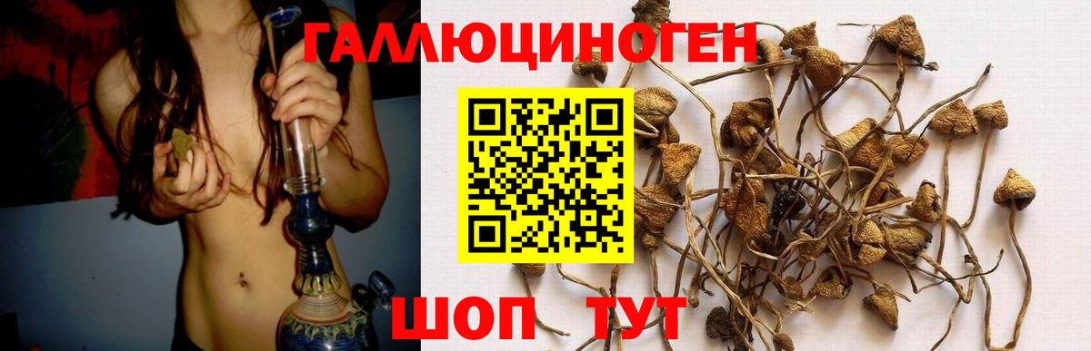 Галлюциногенные грибы Psilocybine cubensis Еманжелинск